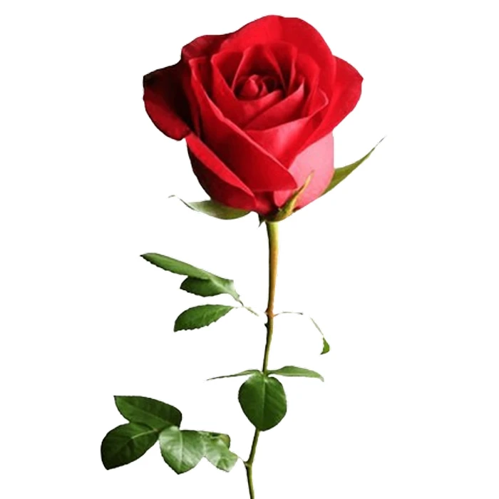 خرید گل رز ایرانی
