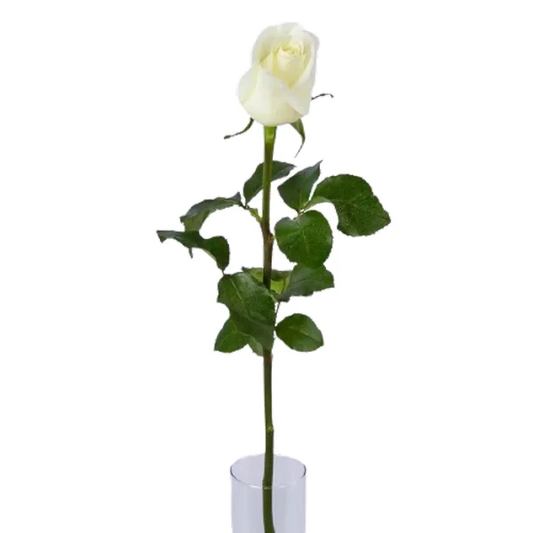 گل رز هلندی سفید رنگ به صورت عمده