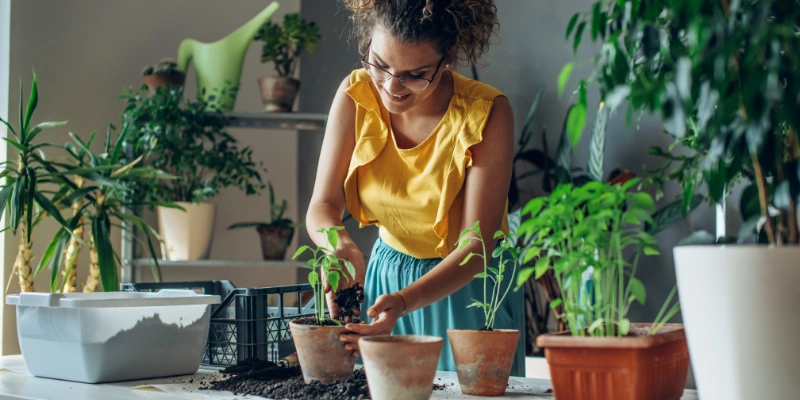 اصول نگهداری از گل و گیاه آپارتمانی
