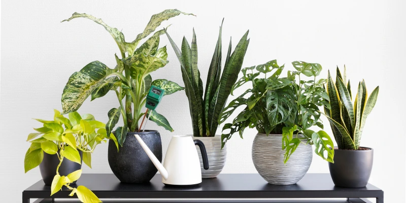 بهترین گیاه آپارتمانی برای تصفیه هوا