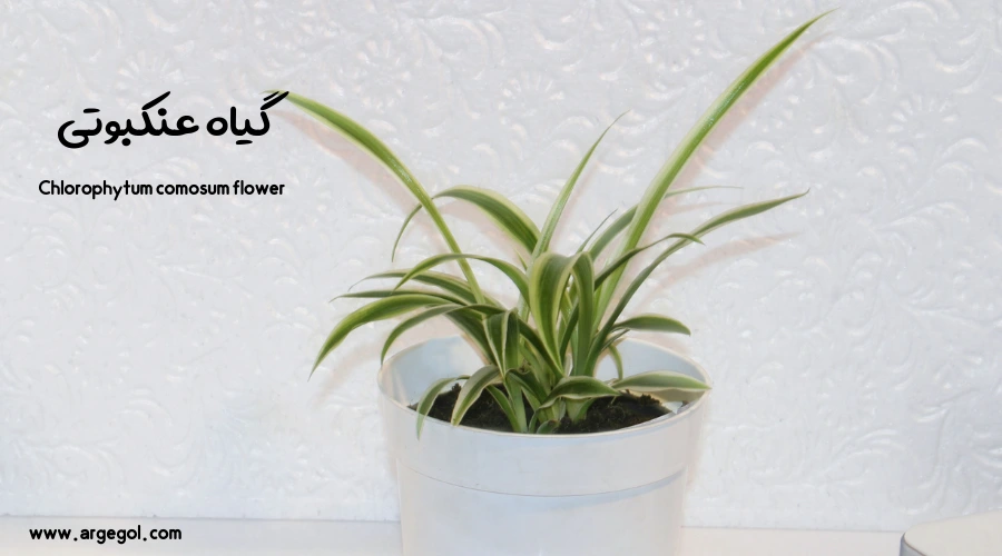 گل و گیاه عنکبوتی برای اتاق کم نور