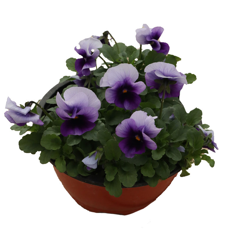 خریدگل بنفشه