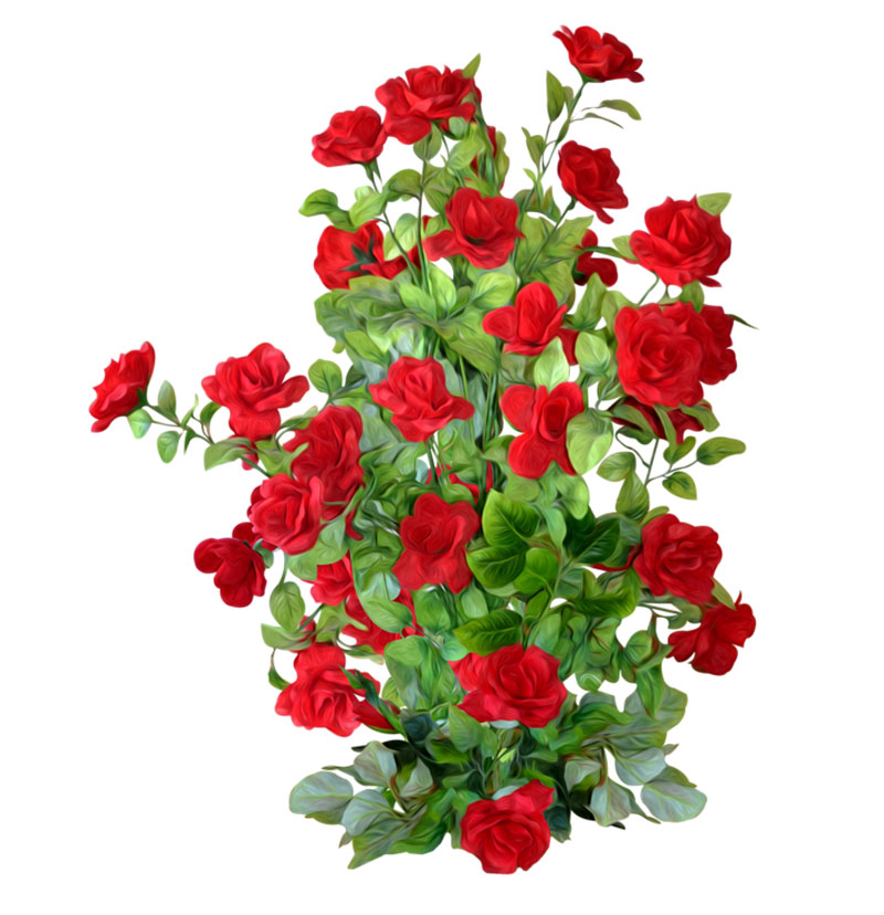 خرید رز رونده (قیمت رز رونده)
