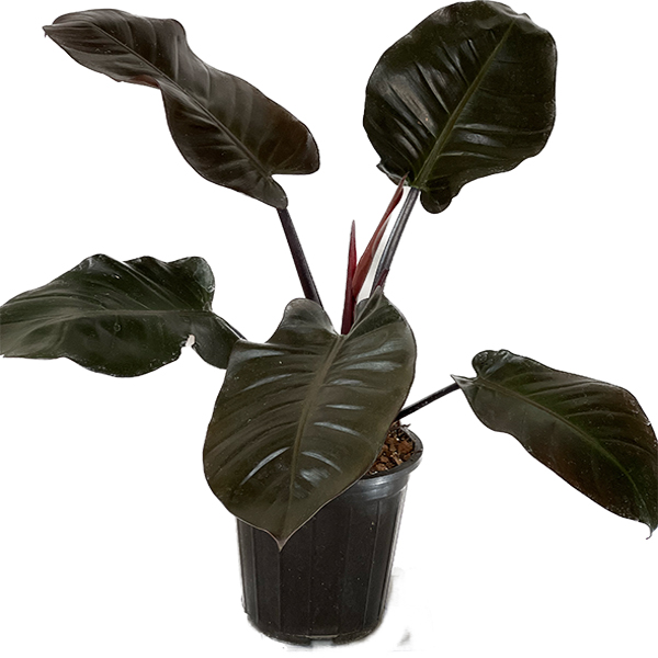 قیمت گل فیلودندرون بلک (خرید عمده گل فیلودندرون بلک)