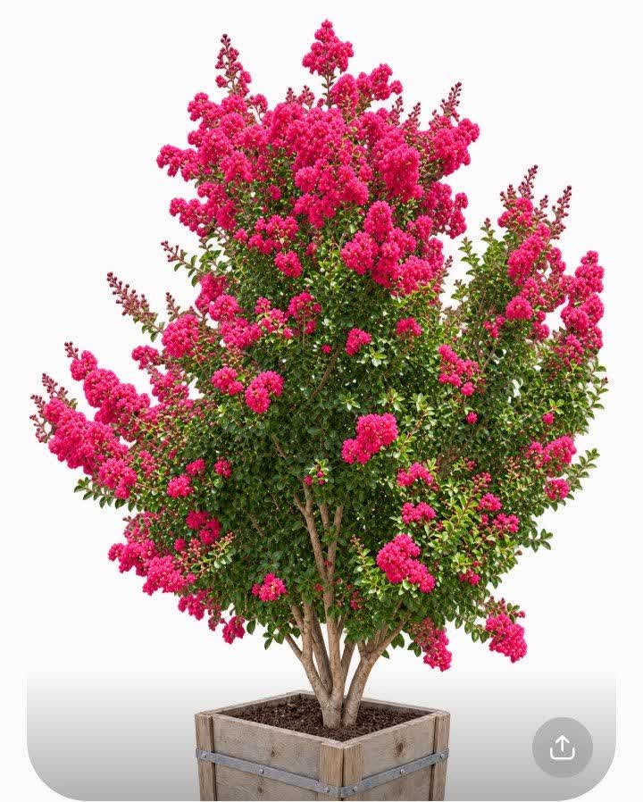 خرید درختچه توری (قیمت عمده درختچه توری )