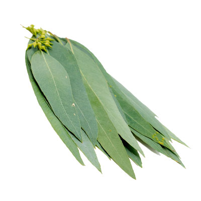 خرید درخت اکالیپتوس
