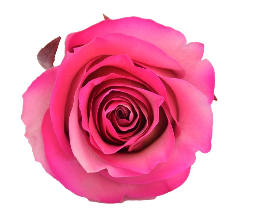 خرید رز جاودان صورتی (قیمت خرد رز جاودان صورتی )