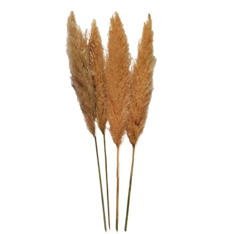 خرید گل خشک پامپاس (قیمت گل خشک پامپاس ساده)