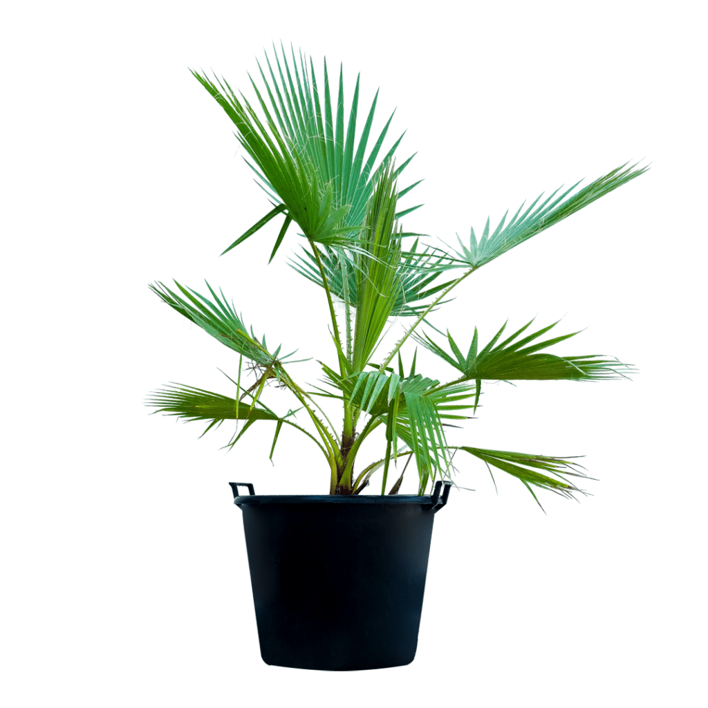 خرید نخل واشنگتن (قیمت عمده نخل واشنگتن)