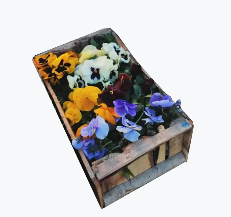 خرید گل بنفشه صندوقی