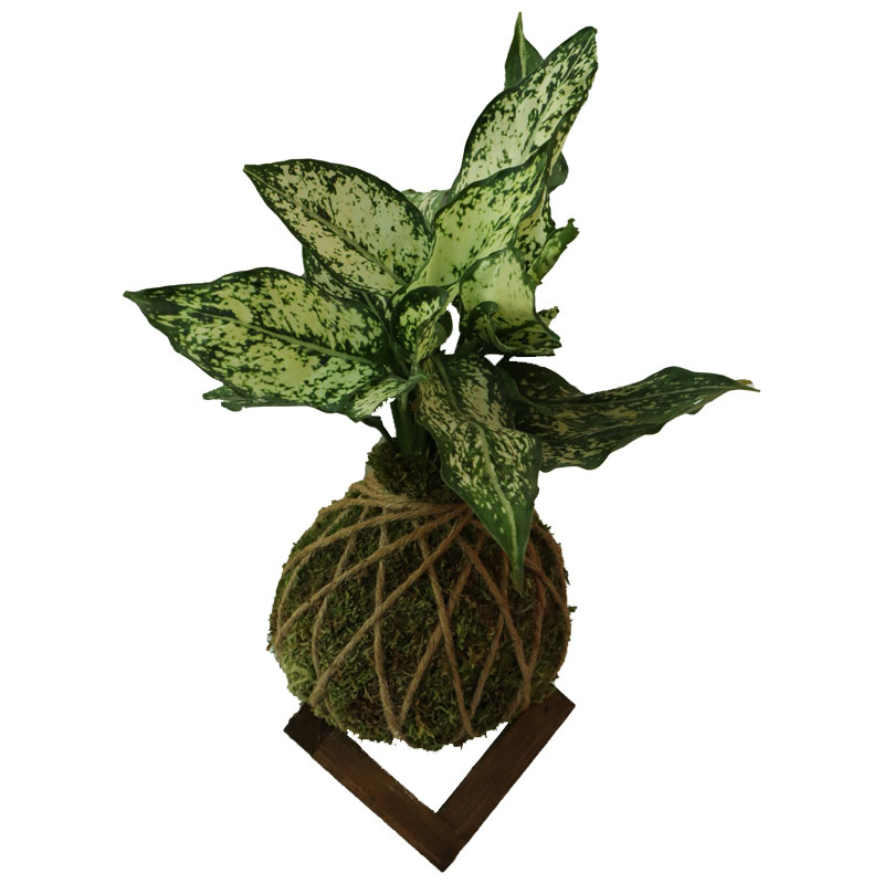 قیمت گل کوکداما آگلونما (خرید گل کوکداما آگلونما)