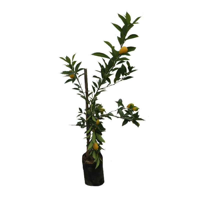 خرید نهال لایمکوات (قیمت نهال لایمکوات)