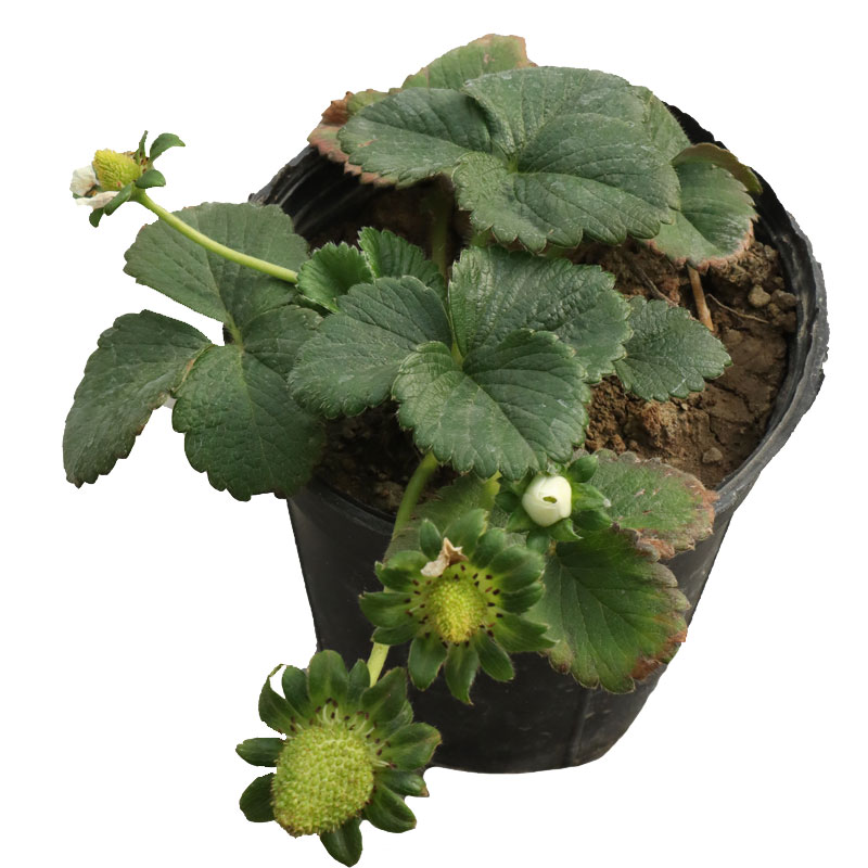 قیمت بونه توت فرنگی (خرید بوته توت فرنگی)