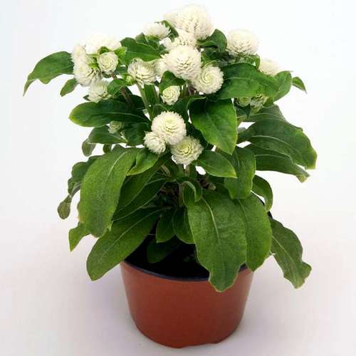 خرید عمده گل دکمه ای (قیمت عمده گل دکمه ای)