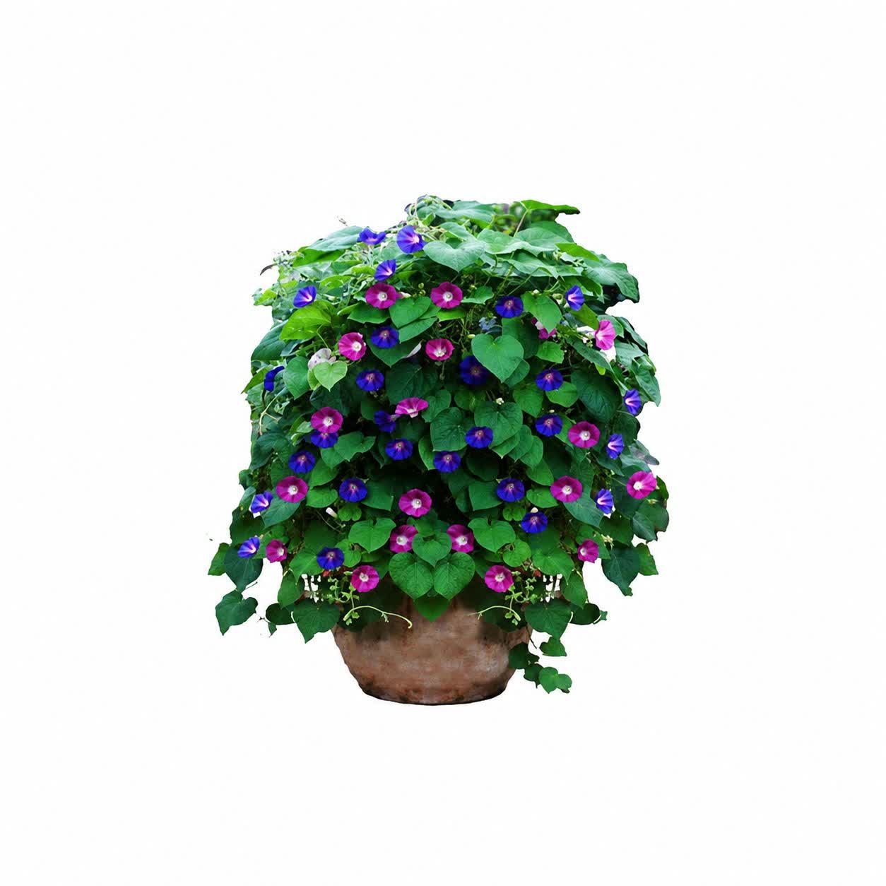 قیمت عمده گل نیلوفر پیچ (خرید عمده گل نیلوفر پیچ)