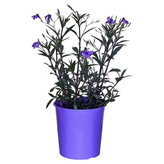 قیمت عمده گل اطلسی (خرید عمده گل اطلسی)