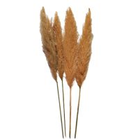 خرید گل خشک پامپاس (قیمت گل خشک پامپاس ساده)